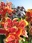 SX24258 Red and yellow flowers at Floriade.jpg